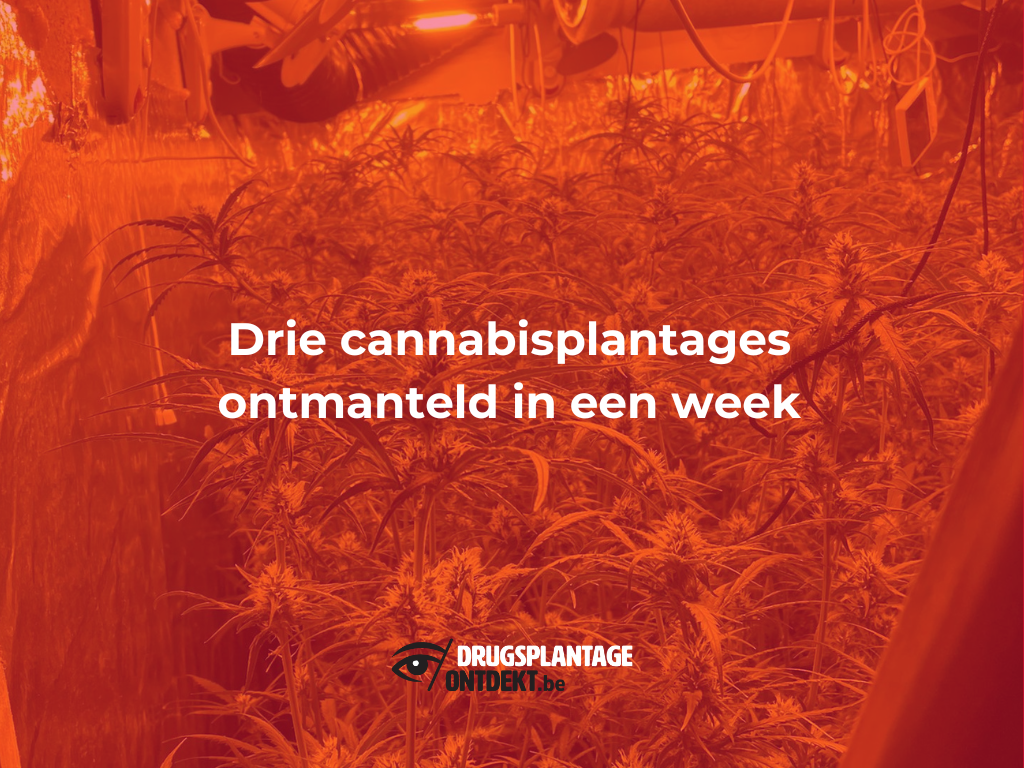 Antwerpen - Drie cannabisplantages ontdekt in een week tijd